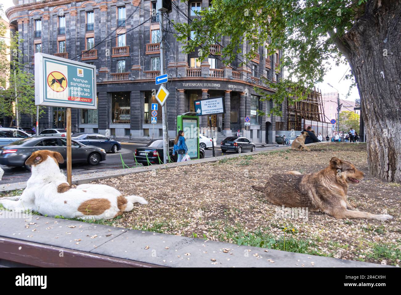 I cani randagi accanto al cartello non camminano i cani. Centro di Erevan Armenia Foto Stock