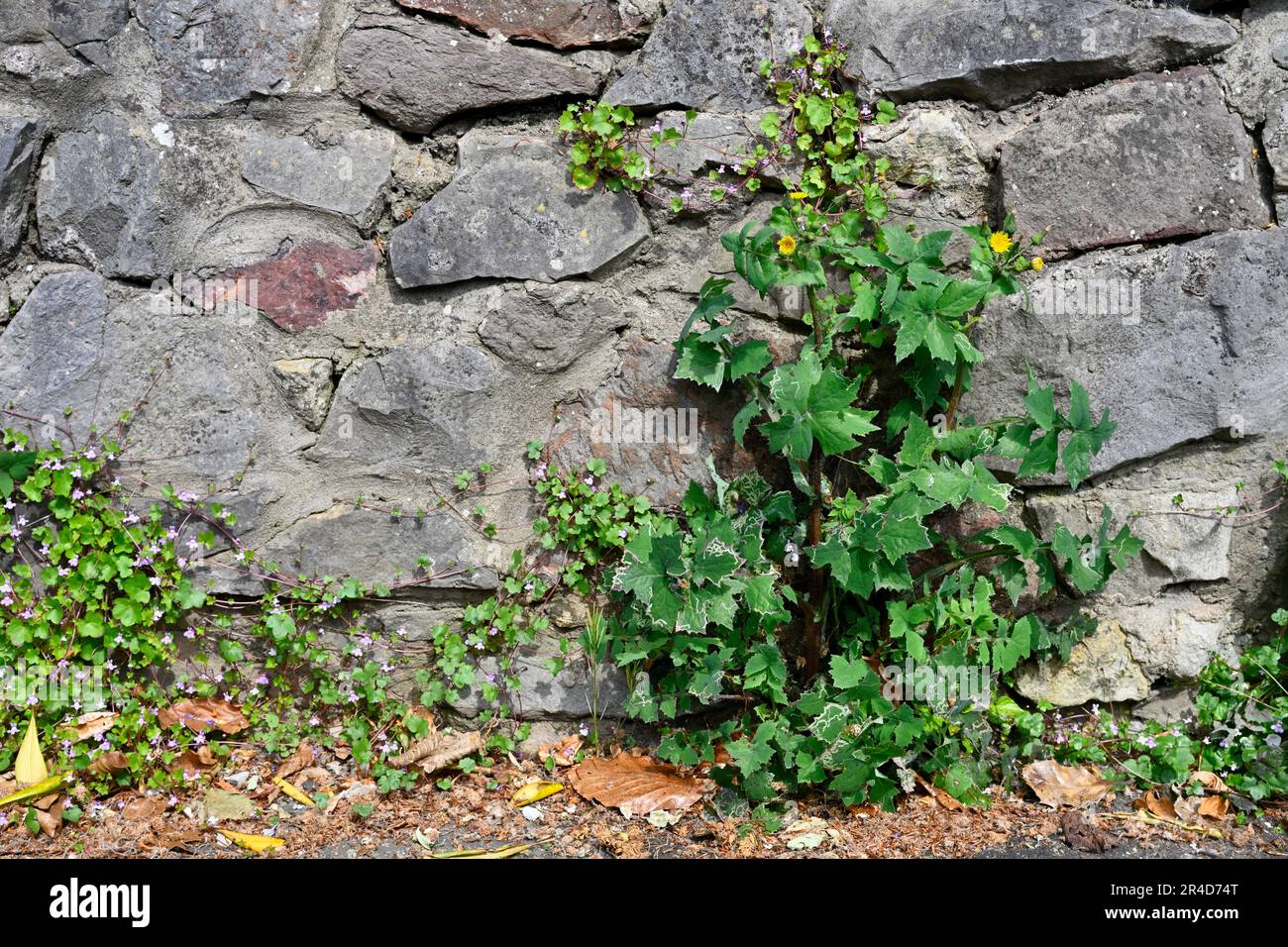 Erbacce che crescono in crepe in muro di pietra e pavimentazione Foto Stock Erbacce che crescono in crepe in muro di pietra e pavimentazione Foto Stock