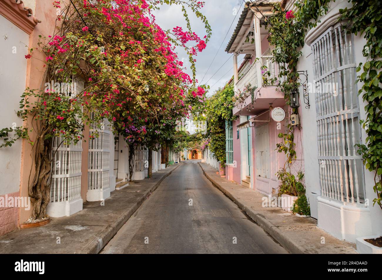 Guardando giù una strada vuota piena di piante fiorite rosa nel centro storico di Cartagena Colombia Foto Stock