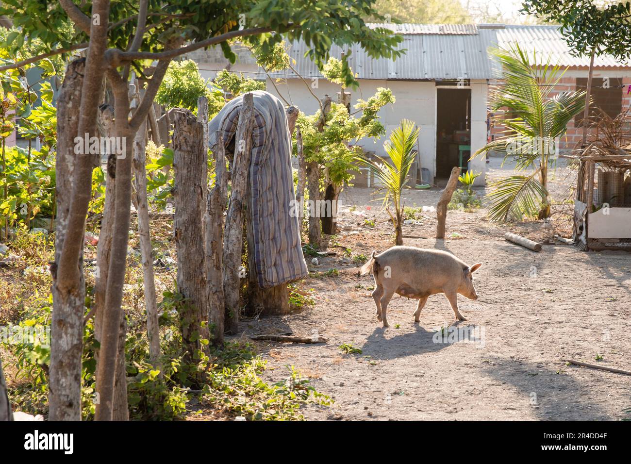 Un maiale vaga intorno ad un cortile in una giornata di sole sull'Isla Grande Colombia Foto Stock
