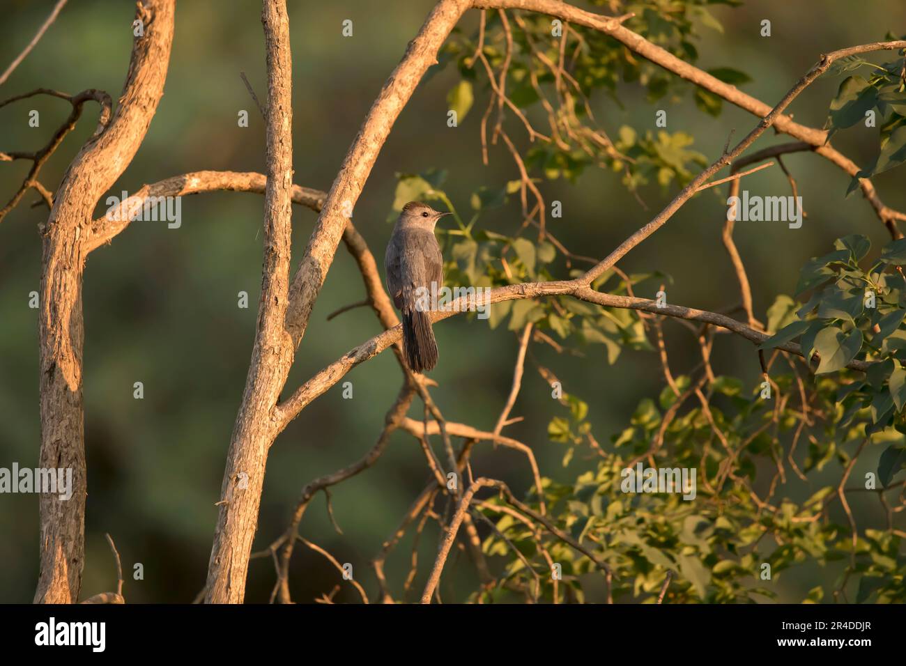 Un catbird grigio, Dumetella carolinensis, si appollaierà con il dorso della macchina fotografica e si dirigerà verso destra in una serata primaverile in Iowa. Foto Stock