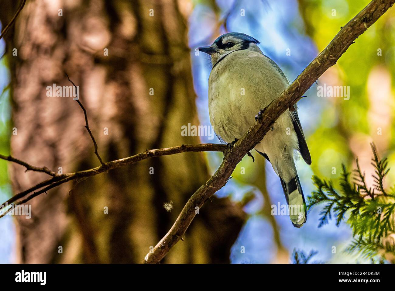 Blue Jay. Uccelli del Canada. Nel bosco canadese, ho incontrato un uccello, il simbolo della squadra di baseball Blue Jay di Toronto. Foto Stock