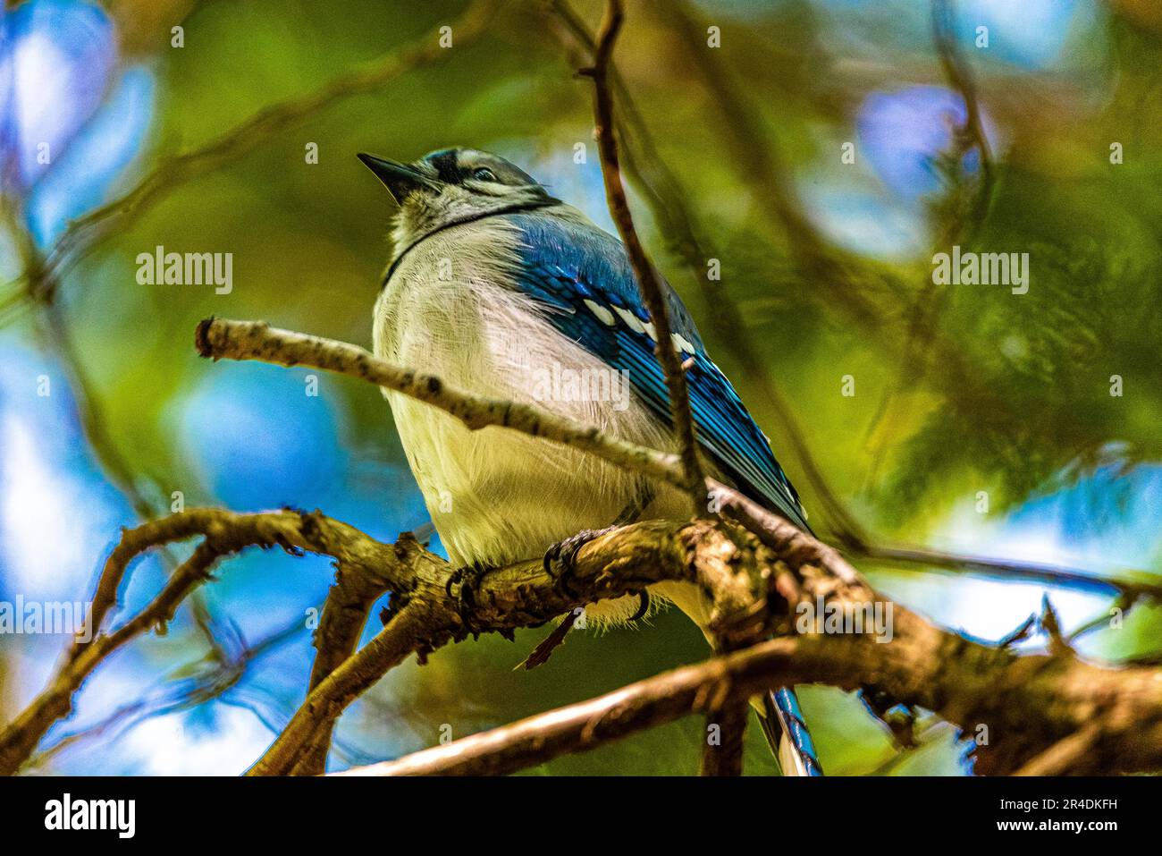 Blue Jay. Uccelli del Canada. Nel bosco canadese, ho incontrato un uccello, il simbolo della squadra di baseball Blue Jay di Toronto. Foto Stock