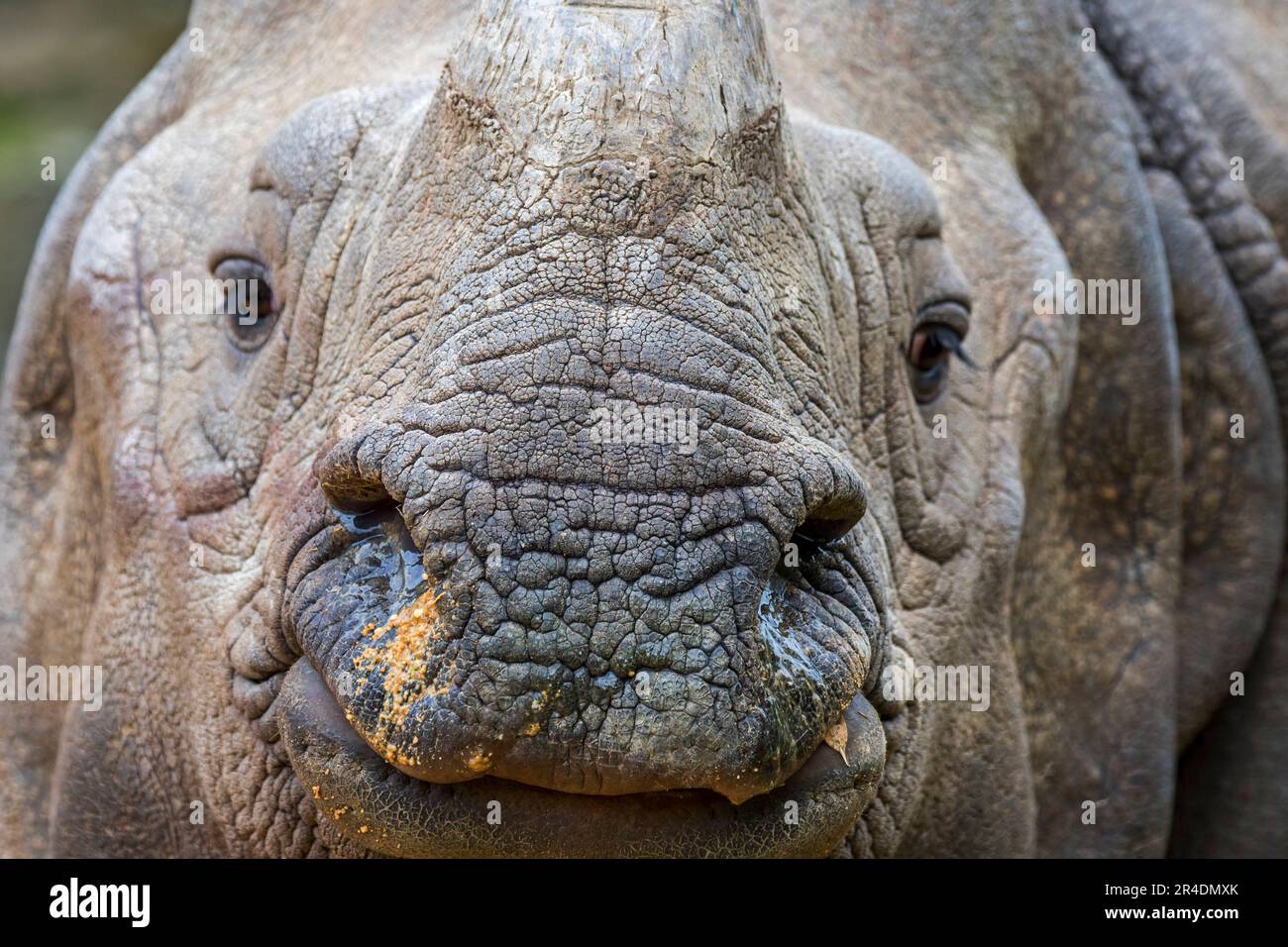 Rhinoceros indiano / rhino indiano (rhinoceros unicornis) primo piano ritratto, nativo di India, Nepal, Pakistan, Bangladesh e Bhutan Foto Stock