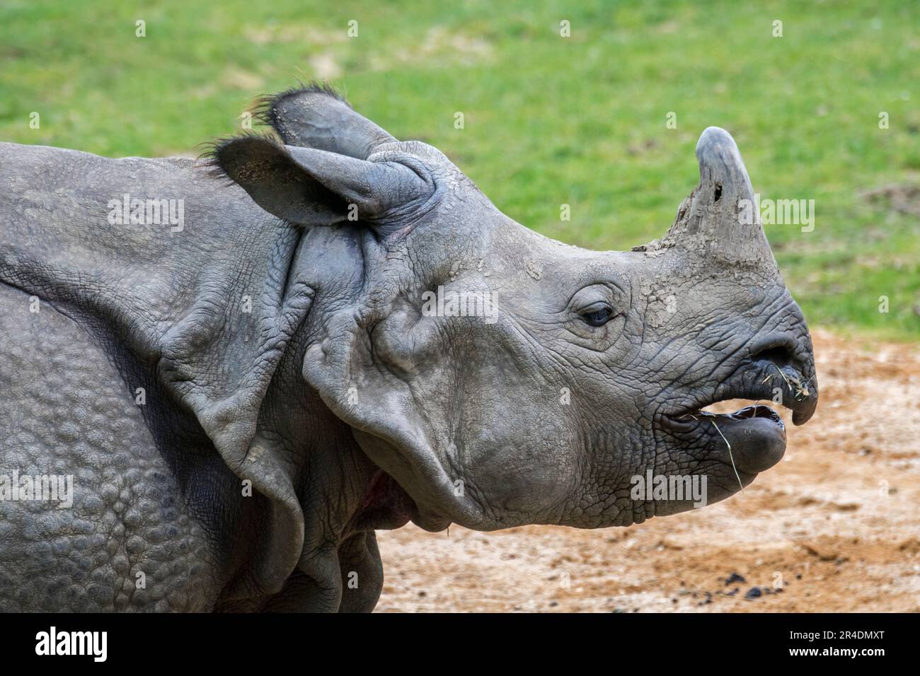 Rhinoceros indiano / rhino indiano (rhinoceros unicornis) primo piano ritratto, nativo di India, Nepal, Pakistan, Bangladesh e Bhutan Foto Stock
