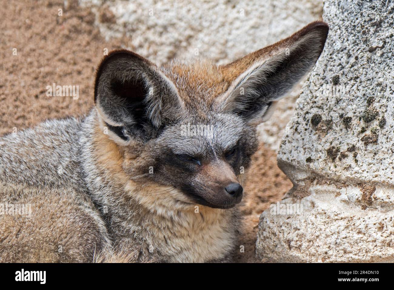 Volpe dalle orecchie di pipistrello (megalotis di Otocion / megalotis di Canis) originaria della savana africana Foto Stock
