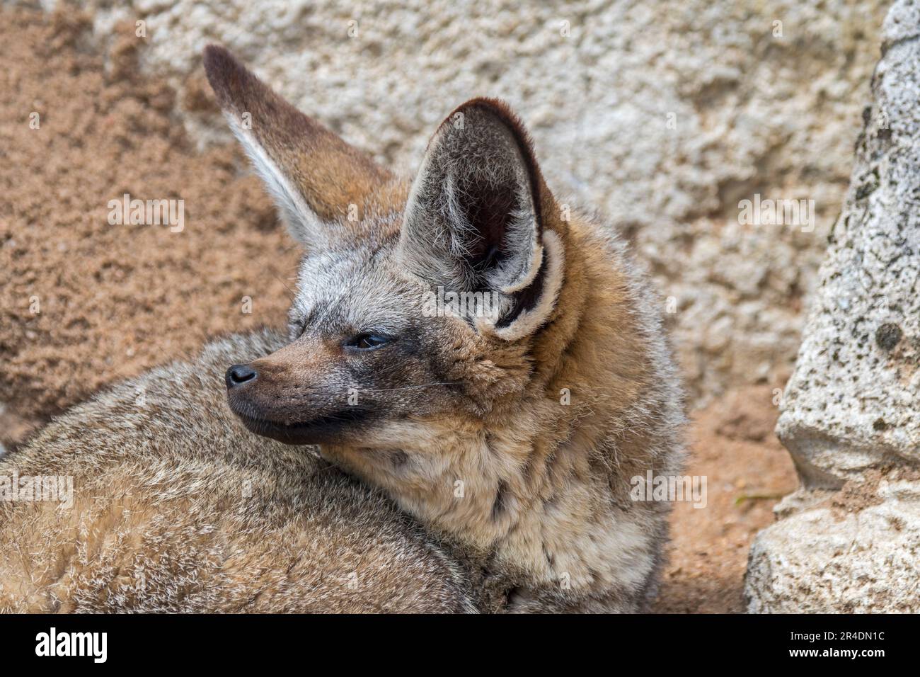 Volpe dalle orecchie di pipistrello (megalotis di Otocion / megalotis di Canis) originaria della savana africana Foto Stock