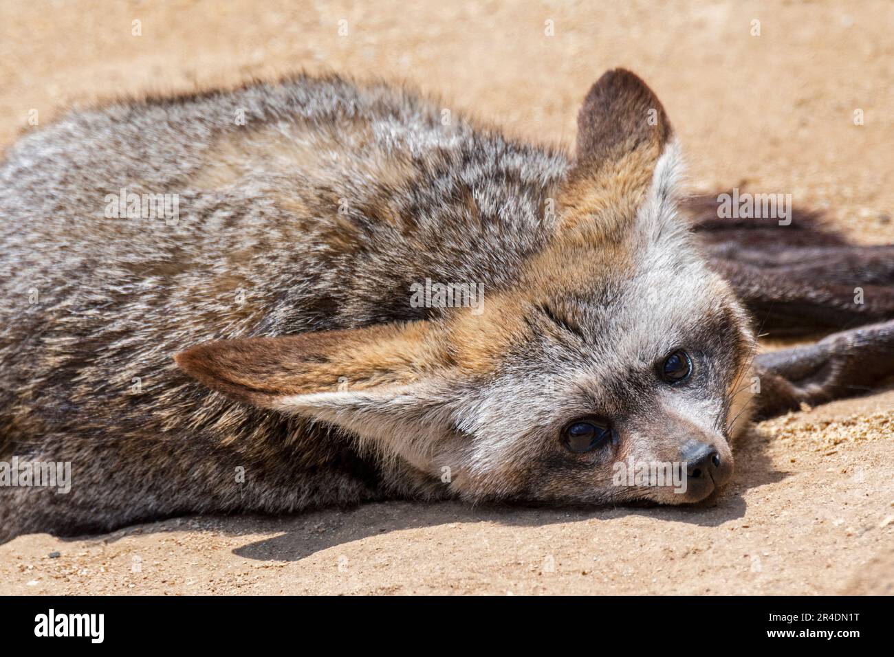 Volpe dalle orecchie di pipistrello (megalotis di Otocion / megalotis di Canis) originaria della savana africana Foto Stock