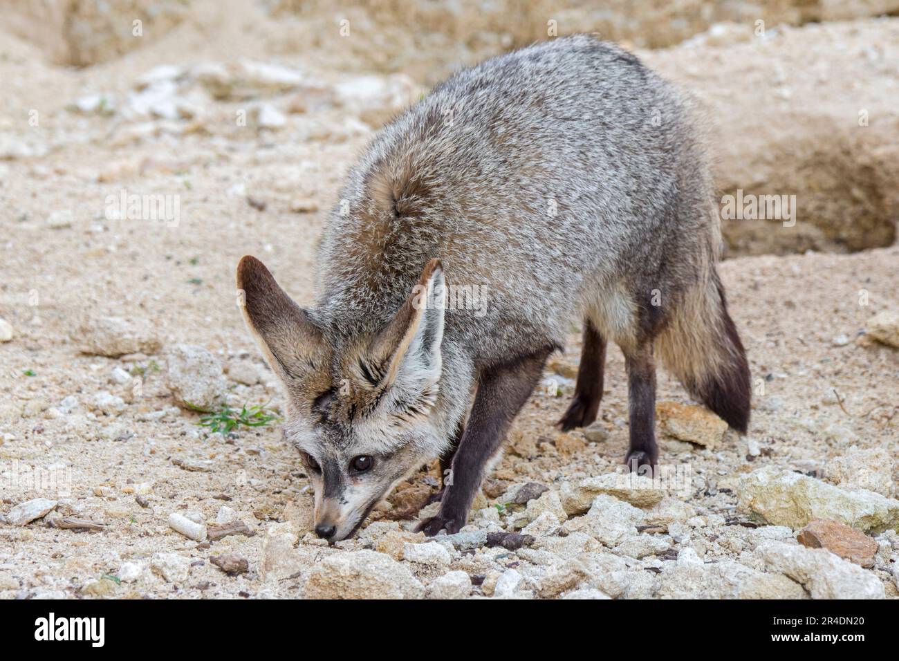 Volpe dalle orecchie di pipistrello (megalotis di Otocion / megalotis di Canis) che foraging, nativo alla savana africana Foto Stock