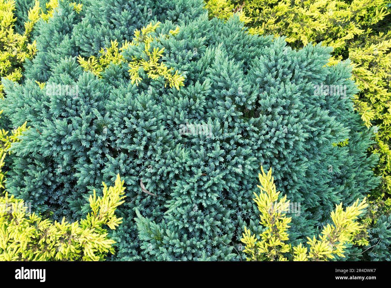 Copertura macinata, ginepro fiammeggiante, ginepro strisciante, gimnosperma, pianta, Giallo blu, Juniperus 'Goldschatz' e 'Blue Star' Foto Stock