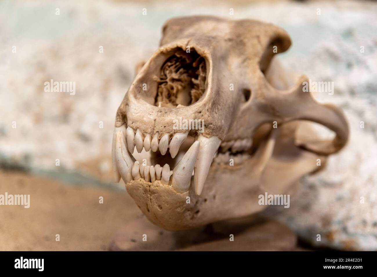 Cranio di un orso grizzly primo piano con fondo sfocato, grandi denti pronunciati in vista delle ossa testa di orsi. Foto Stock