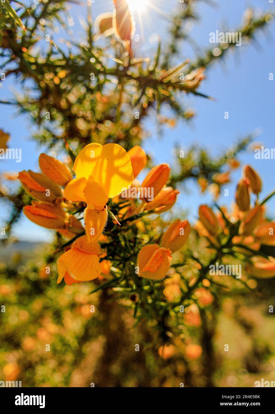 Ulex europaeus con i suoi fiori Foto Stock