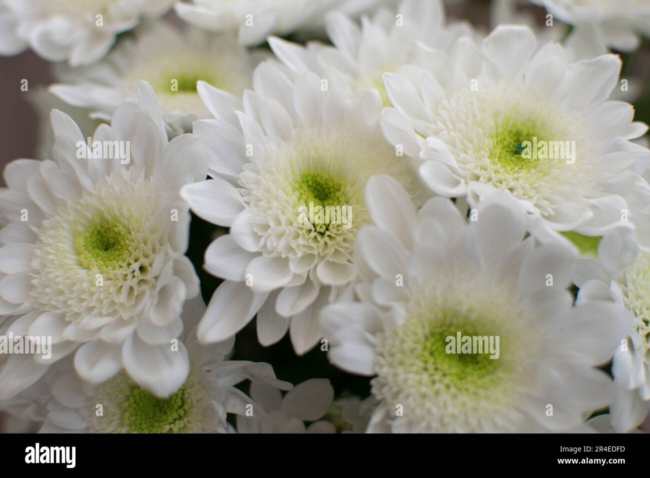 Bianco crisantemo fiori bouquet di fiori in primo piano. Foto Stock