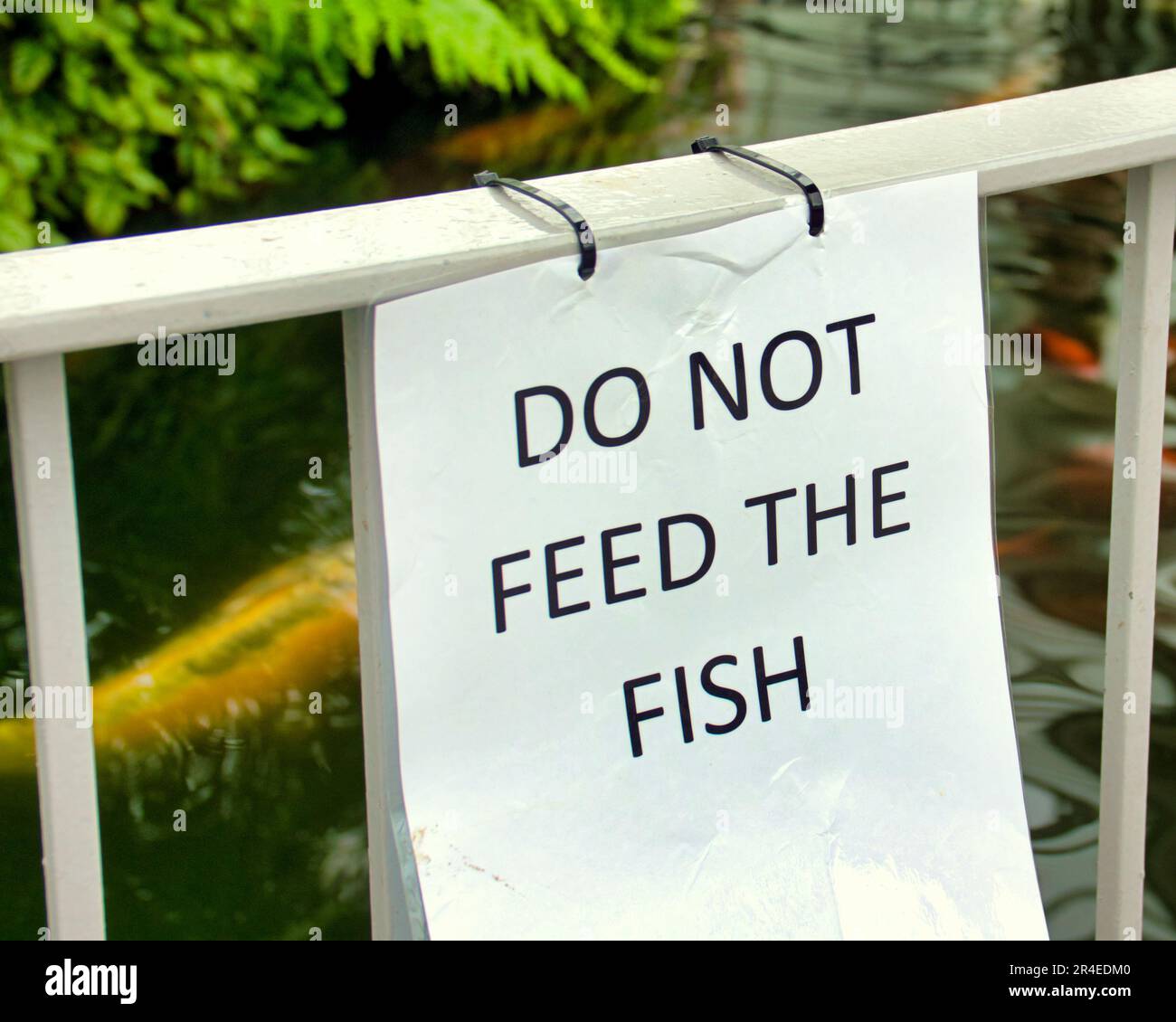 non dare da mangiare al simbolo del pesce Foto Stock