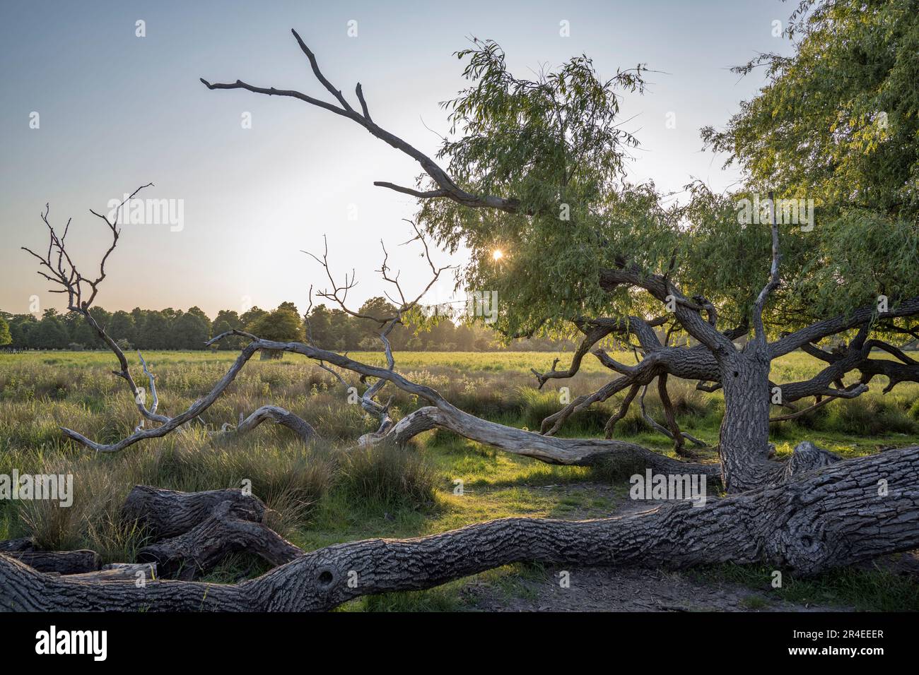 Sole che scende dietro vecchio pianto caduto Willow albero ancora appeso alla vita Foto Stock
