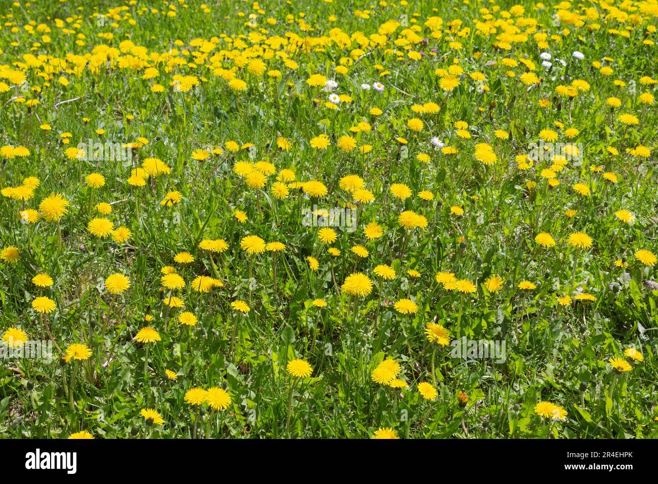 Campo con erba verde e dente giallo Foto Stock
