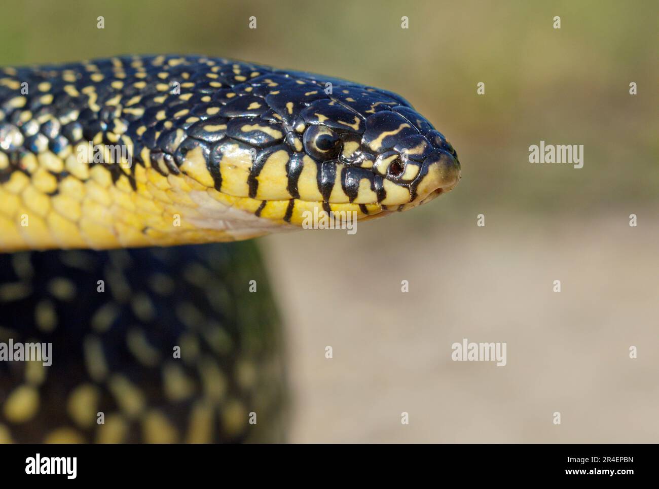 Il serpente di regno speckled (Lampropeltis holbrooki) primo piano, Galveston, Texas, Stati Uniti. Foto Stock