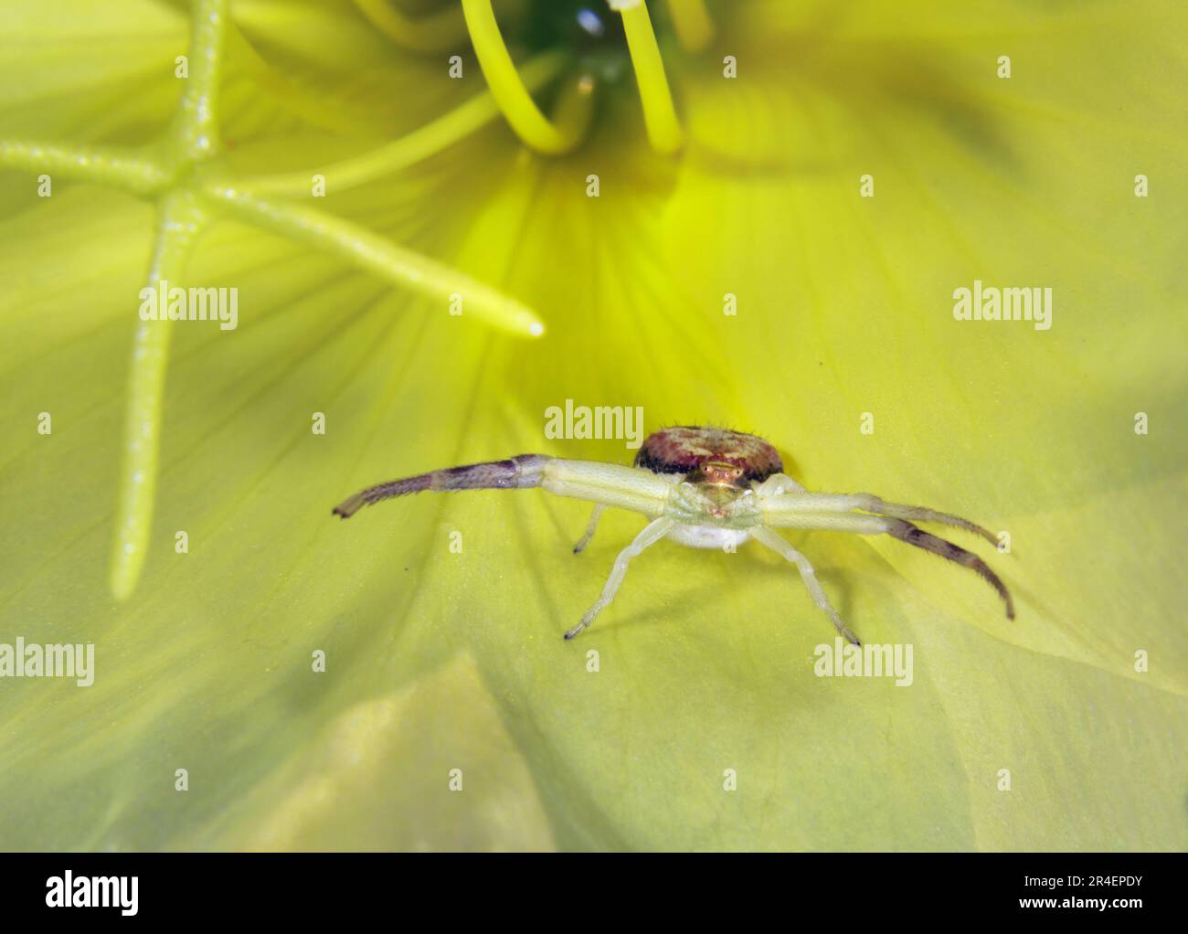 Ragno di granchio (Mecaphesa sp) in fiore giallo di Beach Evening Primrose (Oenothera drummondii), Galveston, Texas, USA. Foto Stock