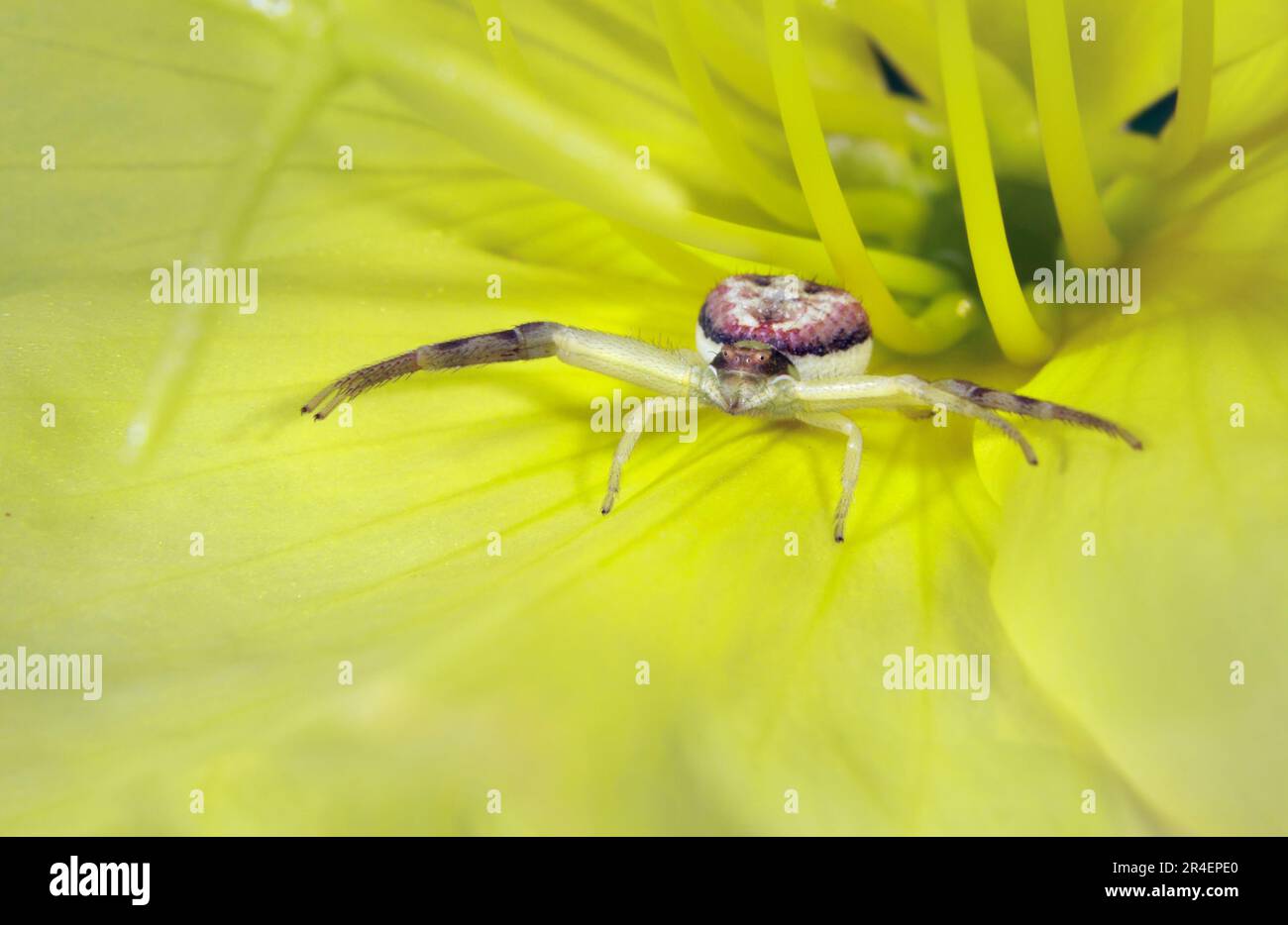 Ragno di granchio (Mecaphesa sp) in fiore giallo di Beach Evening Primrose (Oenothera drummondii), Galveston, Texas, USA. Foto Stock