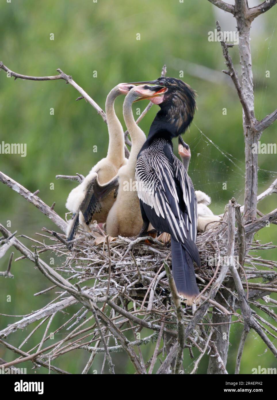 Anhinga (Anhinga anhinga) maschio che alimenta i pulcini nel nido, High Island, Texas, USA. Foto Stock