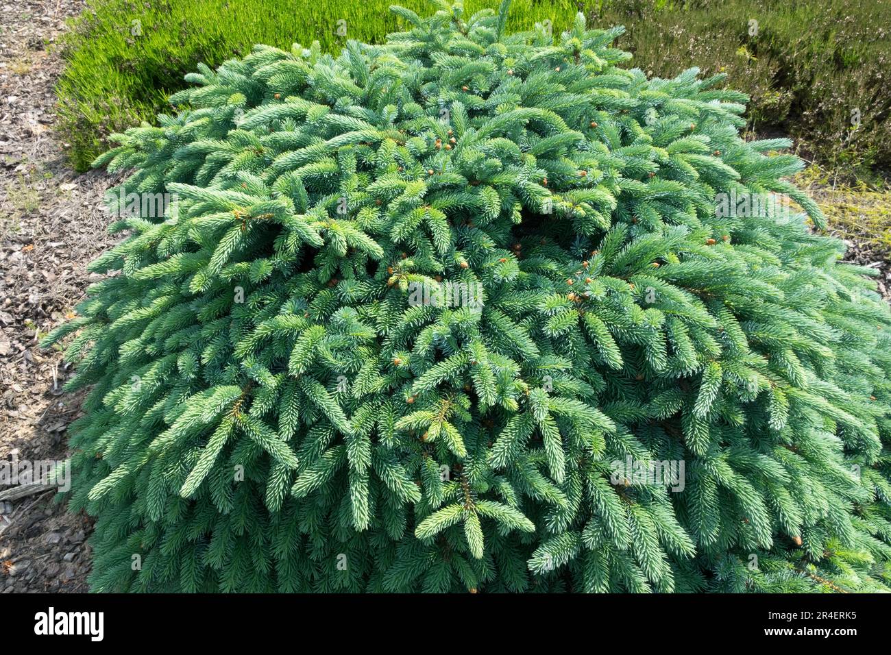 Abete rosso, Picea mariana 'Echiniformis glauca', basso, Nano, Abete, albero, Giardino, conifere, Evergreen Foto Stock