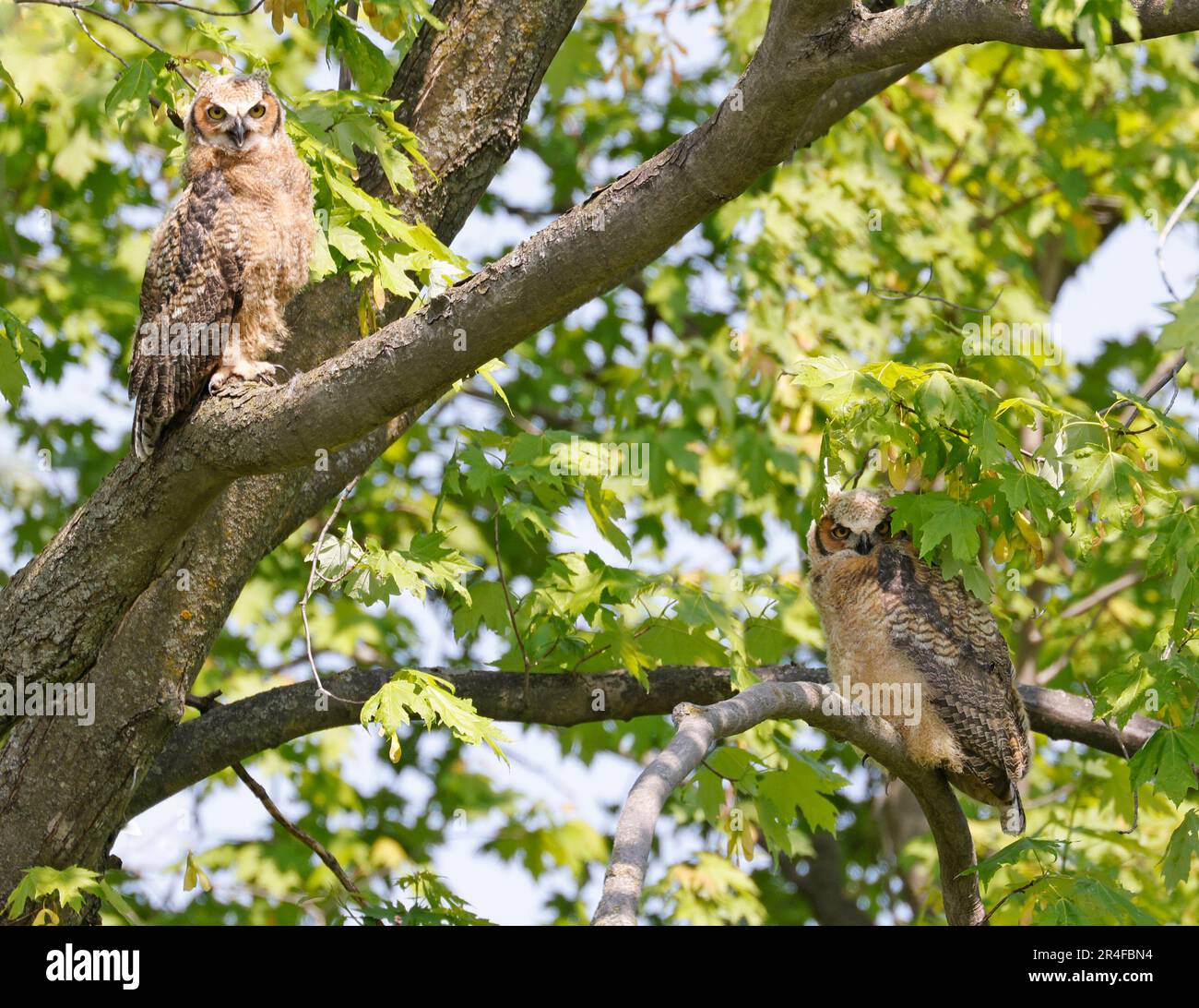 Cuccioli di gufo corno arroccato su un ramo di albero nella foresta, Quebec, Canada Foto Stock