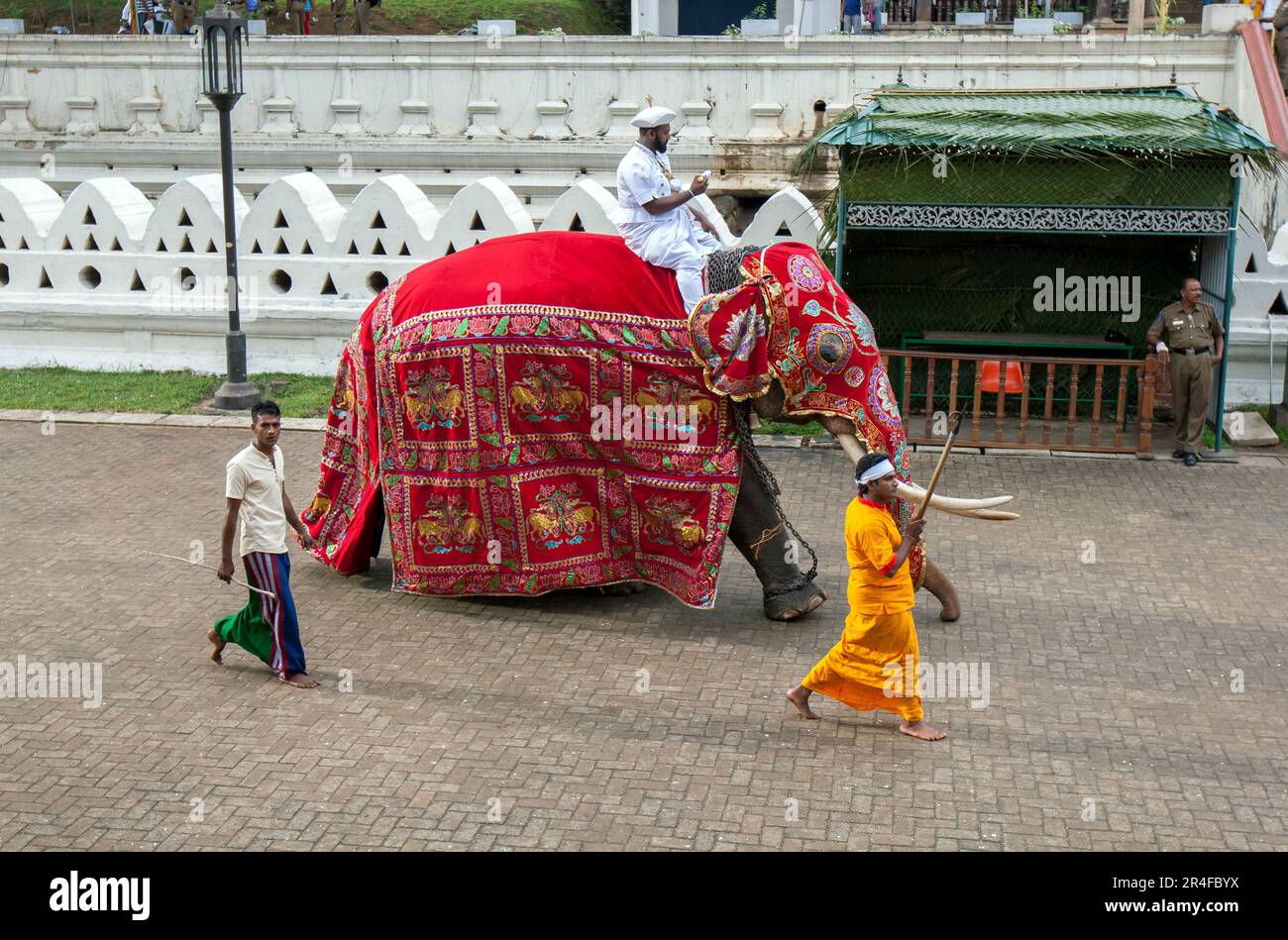 Montato sul suo elefante tusker, il Front Runner o Peramunerala porta una cesta religiosa attraverso il Tempio del Sacro dente a Kandy in Sri Lanka. Foto Stock