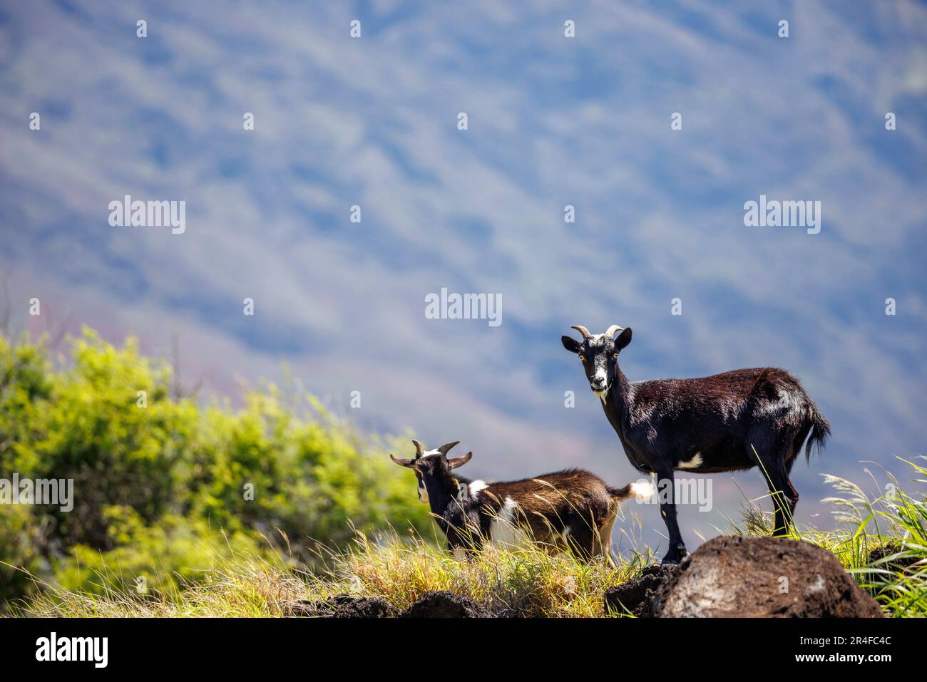 Capre di ferallo, Capra hircus, in un campo di lava a Haleakala, Maui, Hawaii, USA. Questa è una specie introdotta. Foto Stock