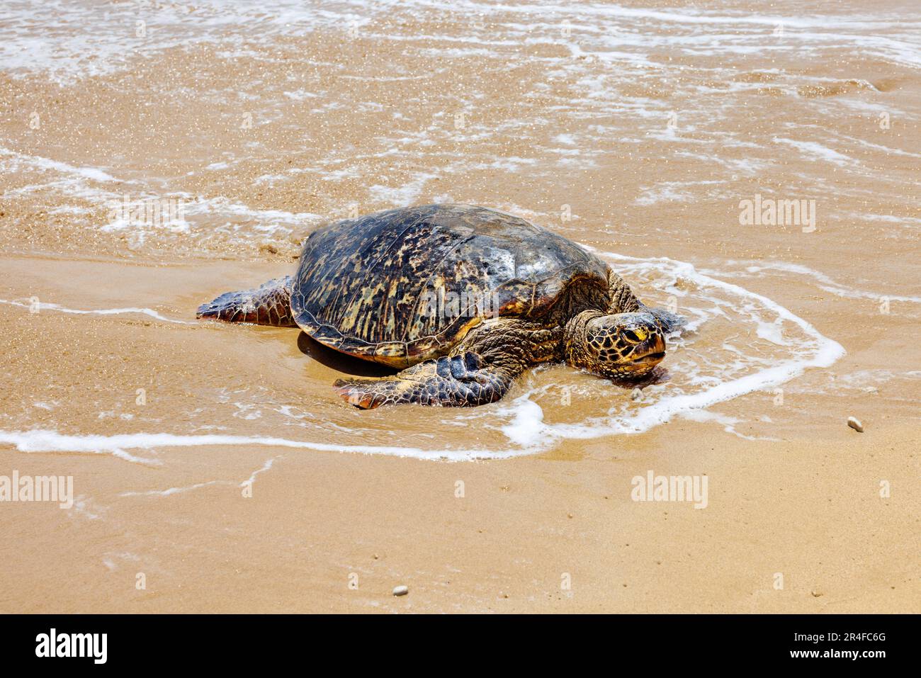 Una tartaruga marina verde, Chelonia mydas, una specie a rischio di estinzione, si innalza su una spiaggia al largo di Maui, Hawaii. Foto Stock