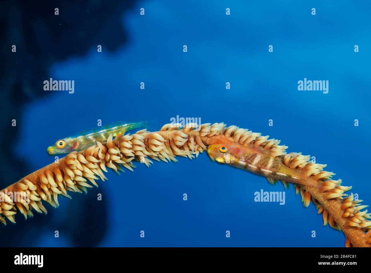 Questo gamby, Bryaninops amplus, si trova sul corallo gorgoniano nel Pacifico meridionale, ma qui nelle Hawaii dove il corallo gorgoniano è raro, si verifica spesso sul wi Foto Stock