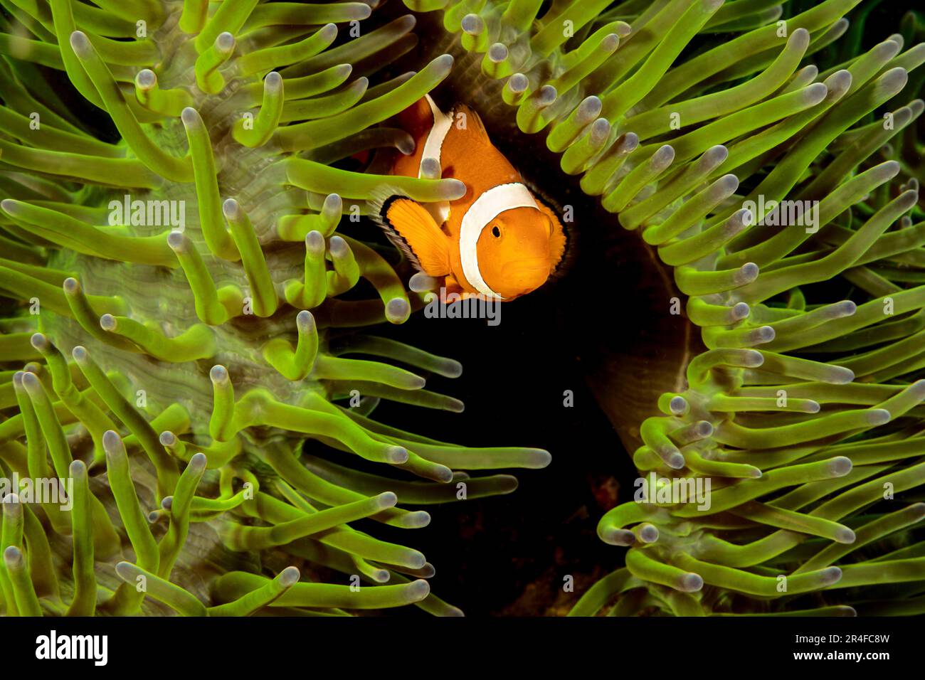 Clown anemonefish, Amphiprion percola, in anemone, Heteractis magnifica, Filippine. Foto Stock