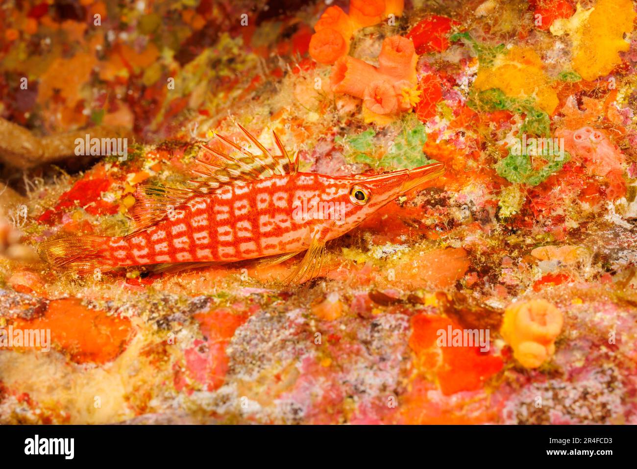 Pesce falco longnosio, Oxycirrhites typus, Maui, Hawaii. Foto Stock