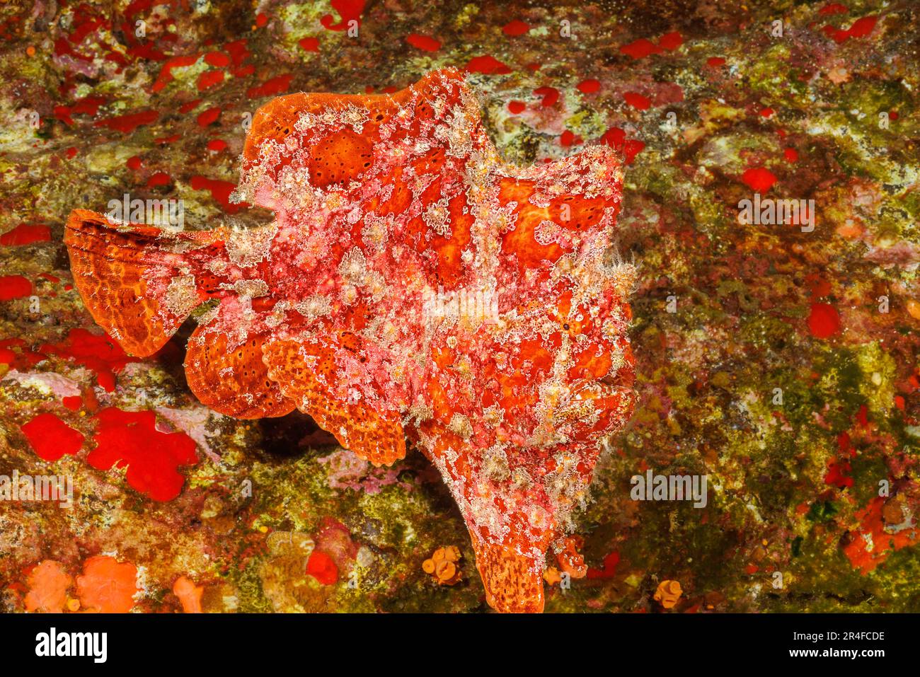 Un adulto di rana pescatrice Commerson, Antennarius commersoni, Hawaii. Foto Stock