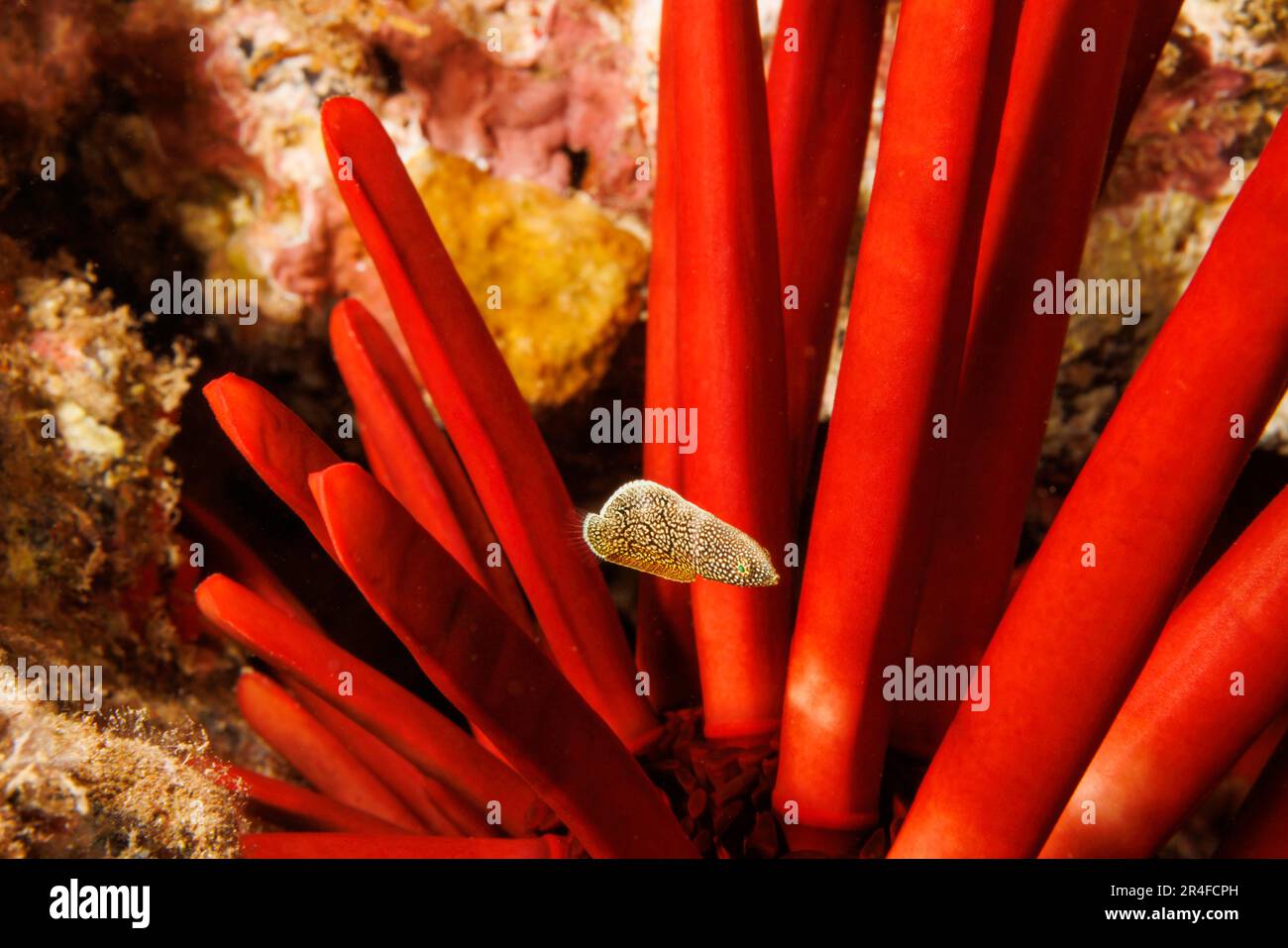 Questo wrasse psichedelico giovanile endemico, Anampses chrysocephalus, è raffigurato di fronte a un riccio di mare a matita di ardesia, Heterocentrotus mamillatus, Haw Foto Stock