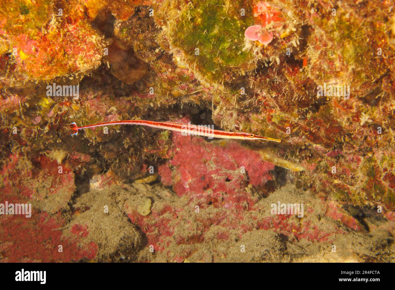 Questo pesce rosso maschio endemico, Dunckerocampus baldwini, sta trasportando le uova sul suo lato inferiore. Questa specie si trova sotto sporgenze o in grotte dove Foto Stock