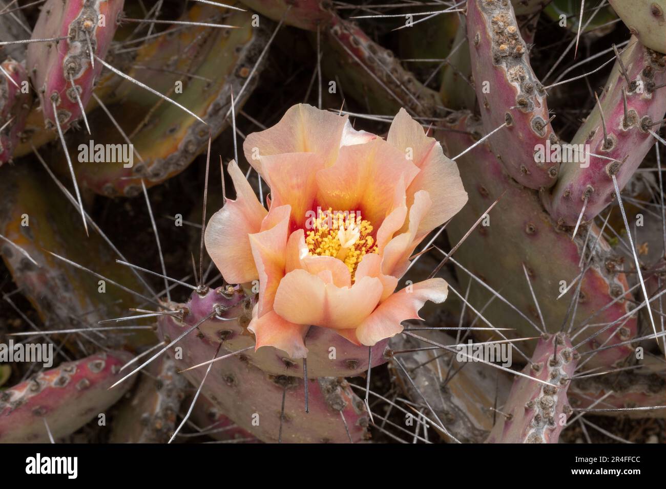 Prickly Pear in fiore. Arizona Cactus Garden a Palo Alto, California. Foto Stock