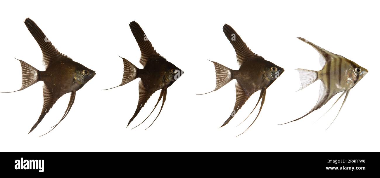 I pesci scalari neri nuotano dopo i pesci scarlar bianchi. 2000 x 5000 pixel Foto Stock
