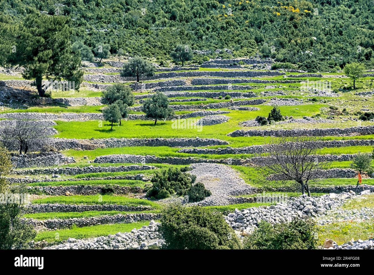 Uliveti lungo la Via Licia, Delikemer, Turchia Foto Stock