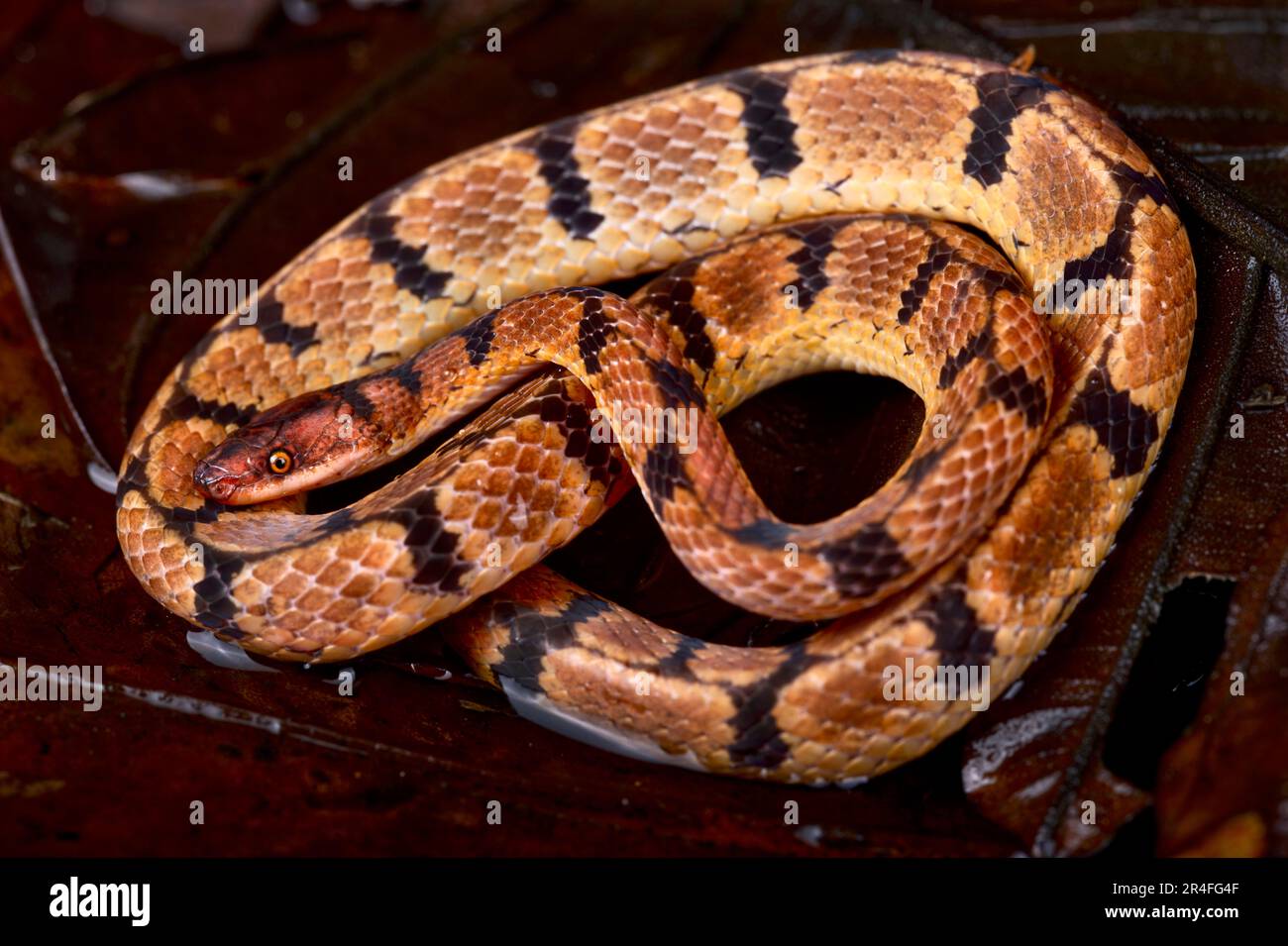 Serpente di Wucherer (Xenopholis scalaris) Foto Stock