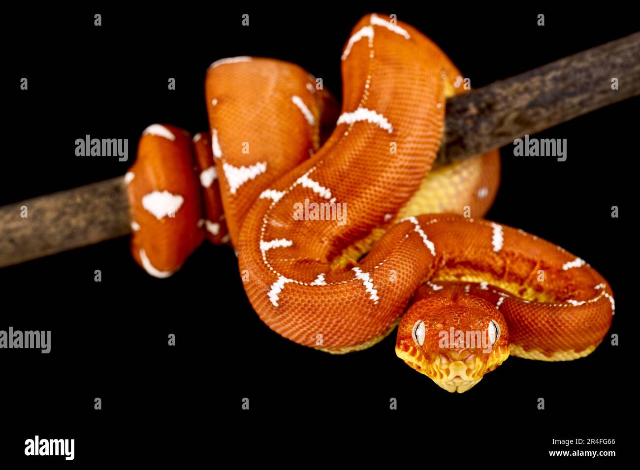 Bacino del Rio delle Amazzoni albero di smeraldo boa (Corallus batesii) Foto Stock