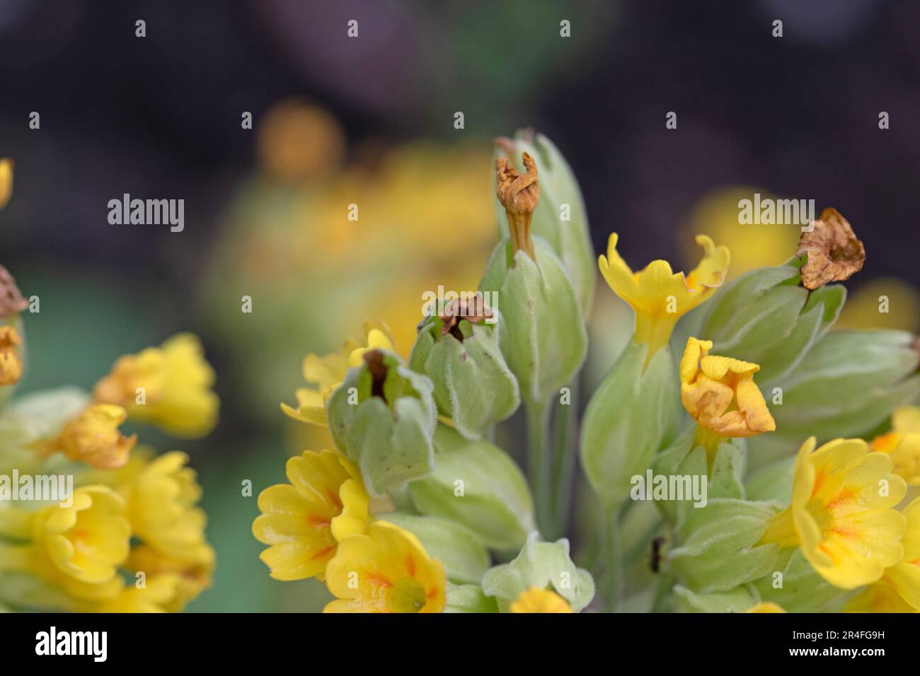 Mayflower o vigliola primrosa, Primula veris. Primo piano immagine macro di fiori Foto Stock