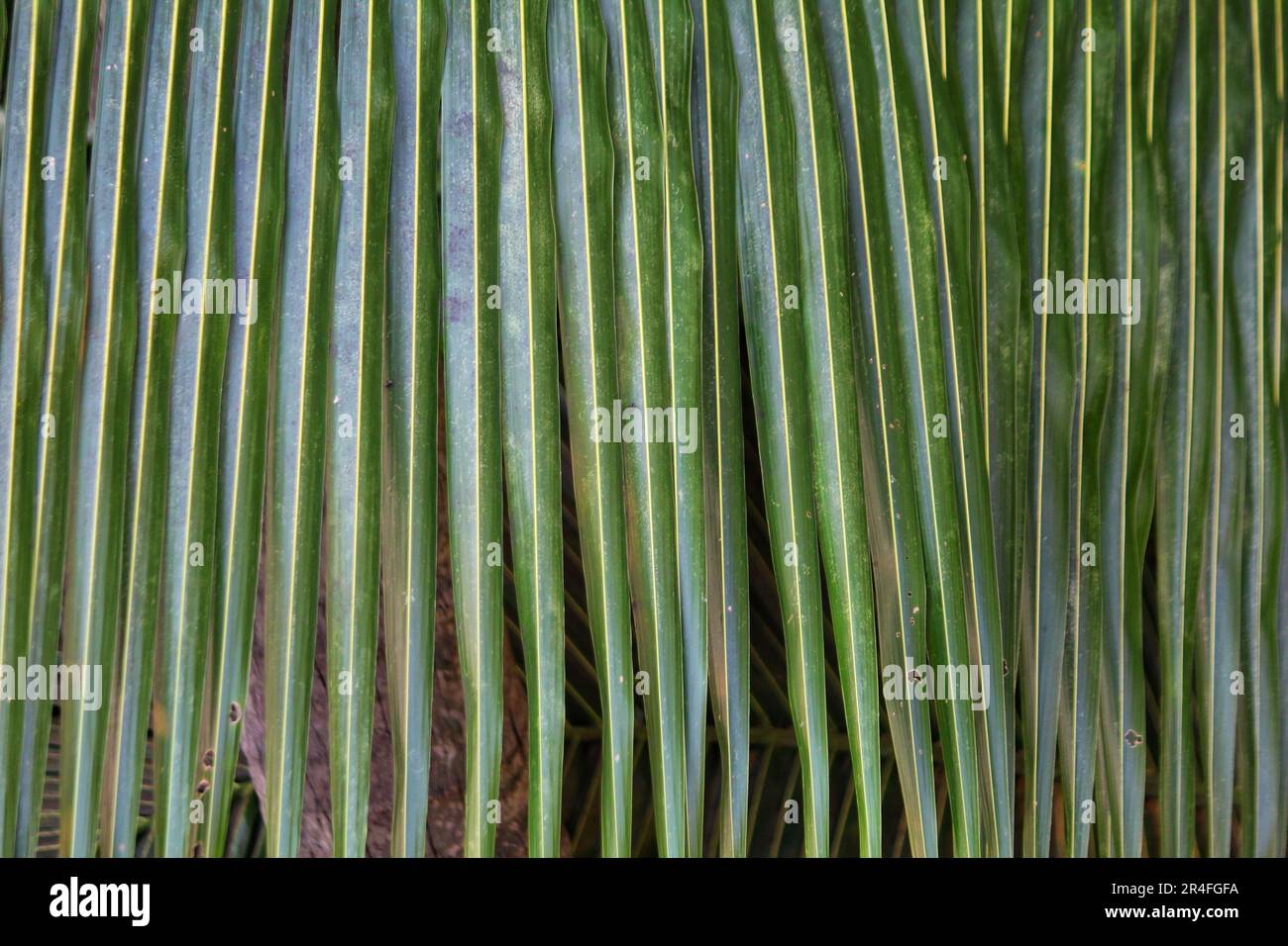 Foglia di cocco in diversi motivi design natura sfondo HD Foto Stock