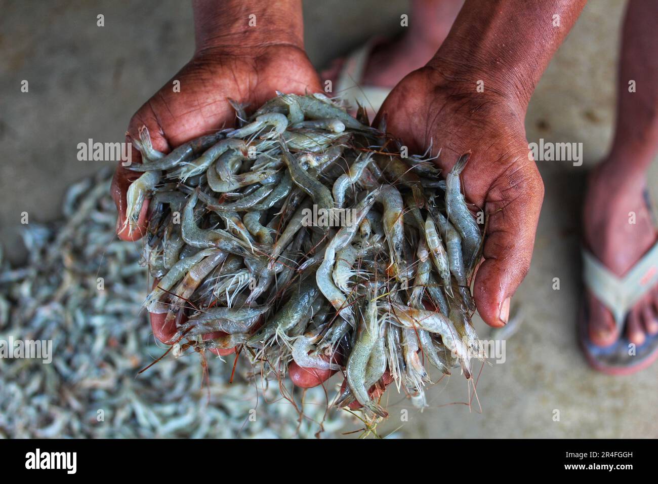 Gamberi freschi in mano di un pescatore primo piano HD gamberi in mano di pescatore Foto Stock