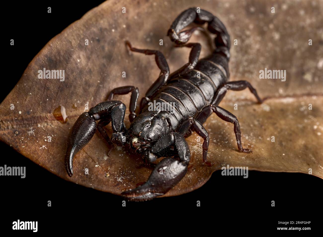 Scorpione nero nano di Guyana (Brotheas granulatus) Foto Stock