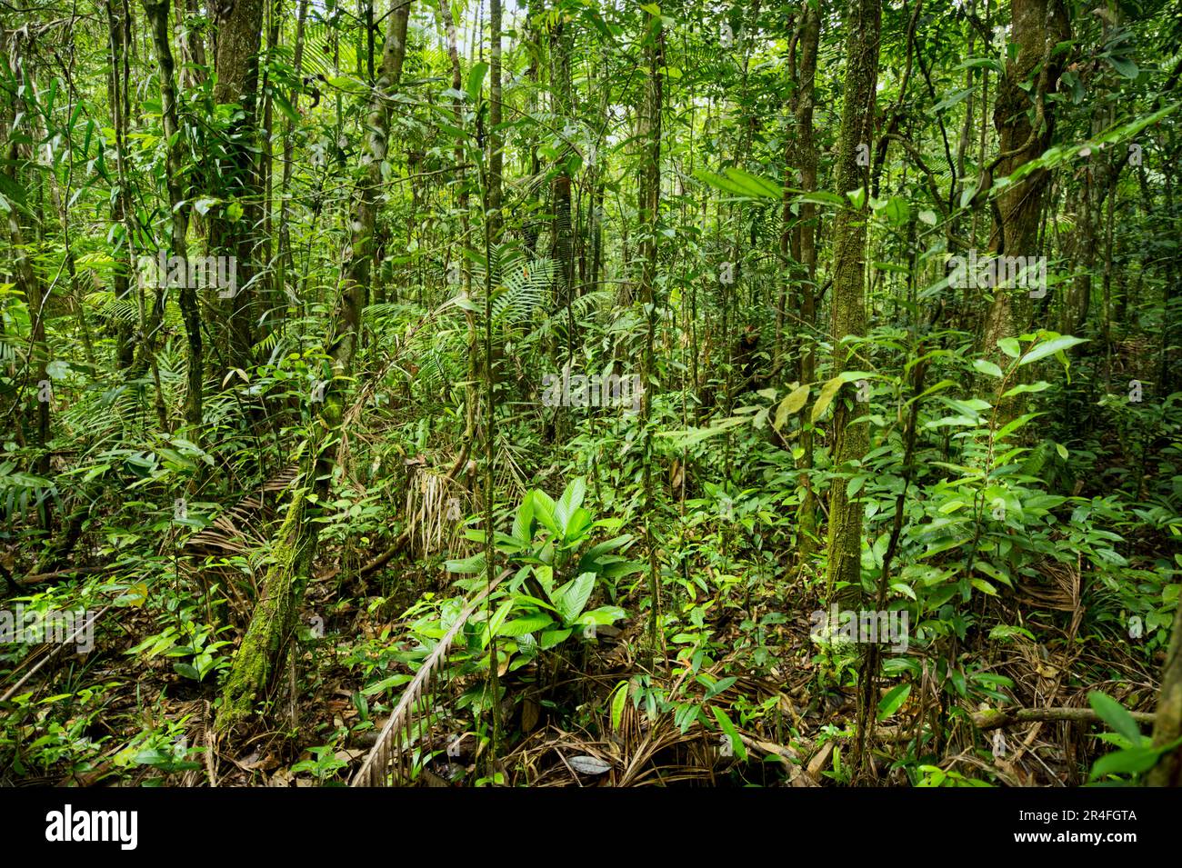 Indisturbata foresta pluviale primaria, Suriname, parte della foresta pluviale Amazzonica Foto Stock