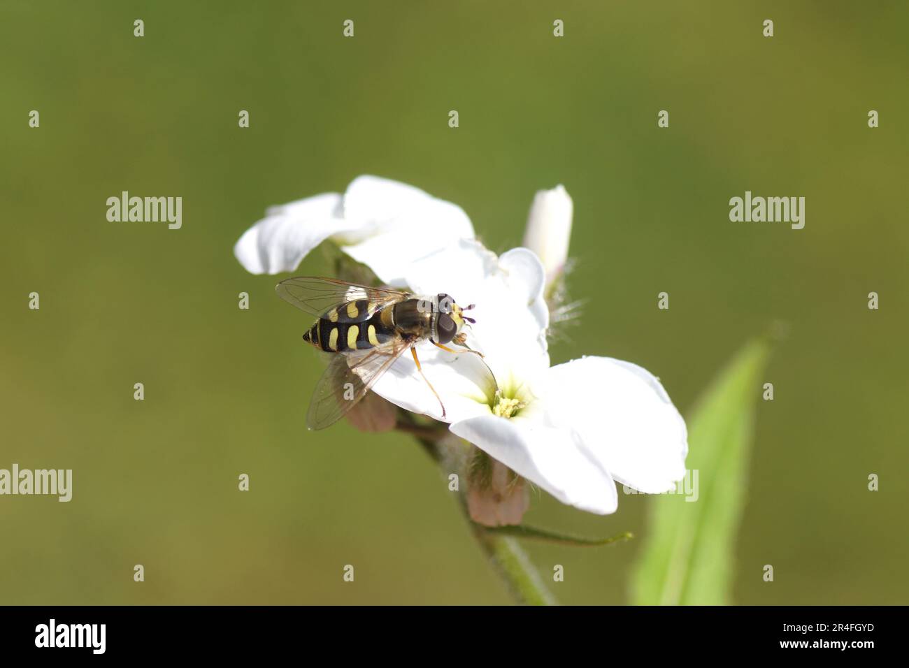 Primo piano eupedes corollae, famiglia Syrphidae sui fiori del razzo di dame (Hesperis matronalis) della famiglia Brassicaceae. In primavera Foto Stock