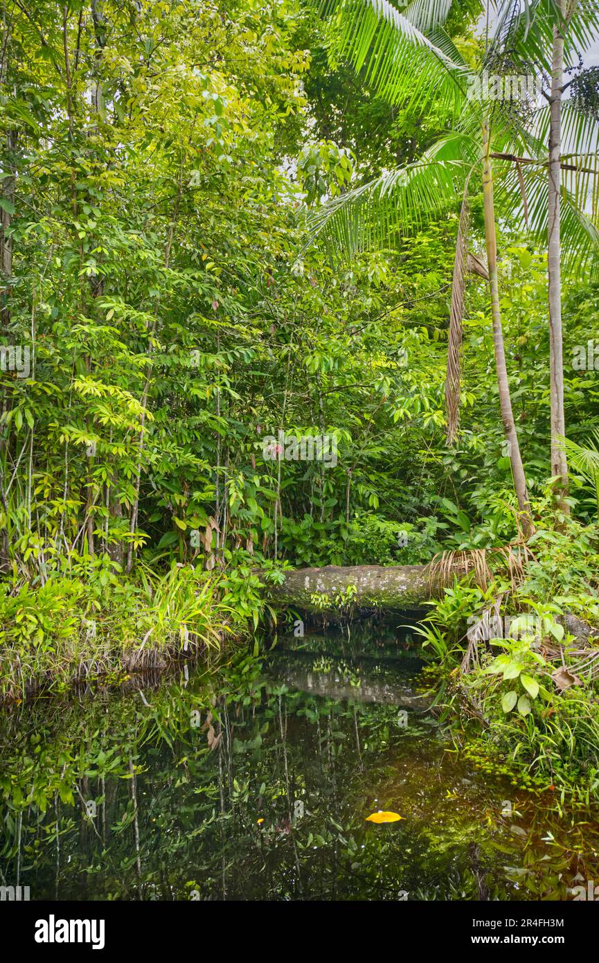 Torrente della foresta pluviale di acqua scura, Suriname Foto Stock