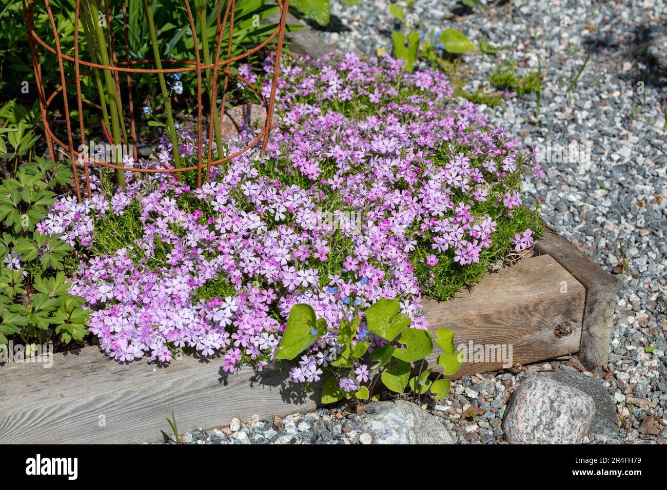 "Rosetta" Kelsey's Phlox, Skunkflox (Phlox kelseyi) Foto Stock