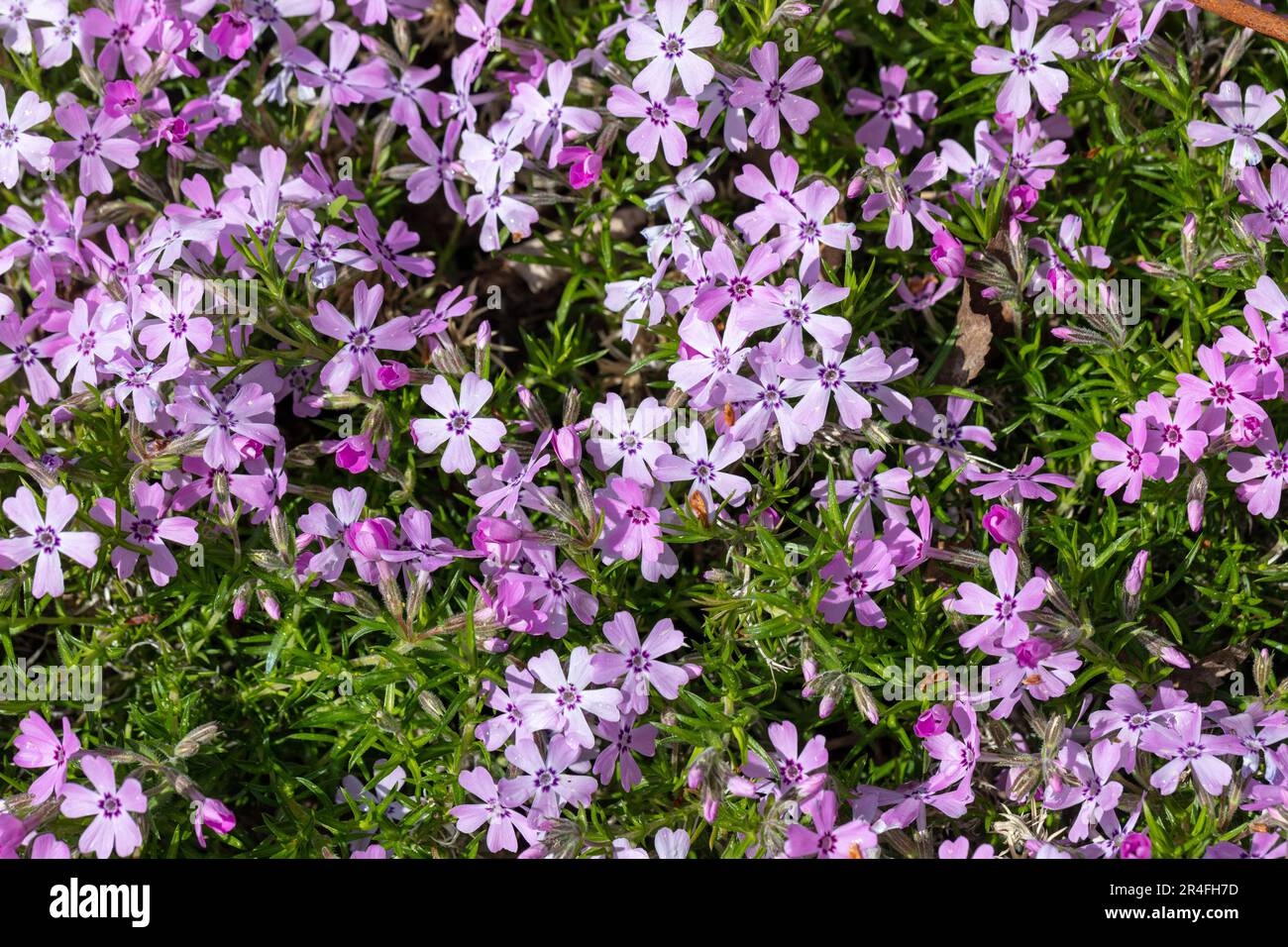 "Rosetta" Kelsey's Phlox, Skunkflox (Phlox kelseyi) Foto Stock