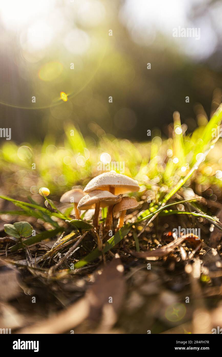 Un fungo solitario sorge in un prato erboso soleggiato, illuminato da raggi di luce Foto Stock